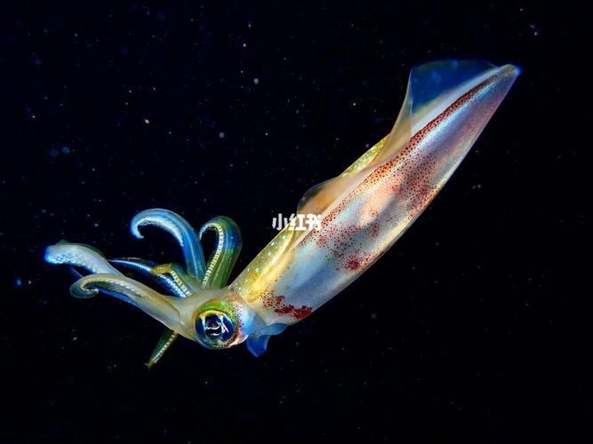 夜晚出没的大眼萤鱿鱼永远是最好的拍摄对象,总会发出蓝绿色荧光,特别