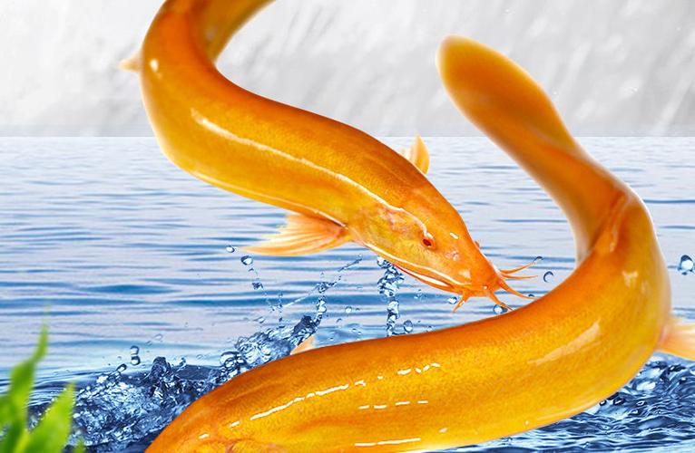 黄金鳅小金龙观赏鱼活体 黄金泥鳅冷水鱼 清洁鱼鱼 11-14厘米4条
