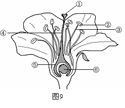 若图7是被子植物番茄花的部分结构示意图.