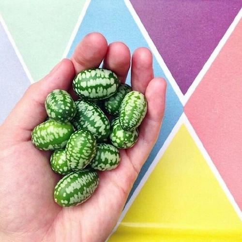 世界上最小的西瓜
