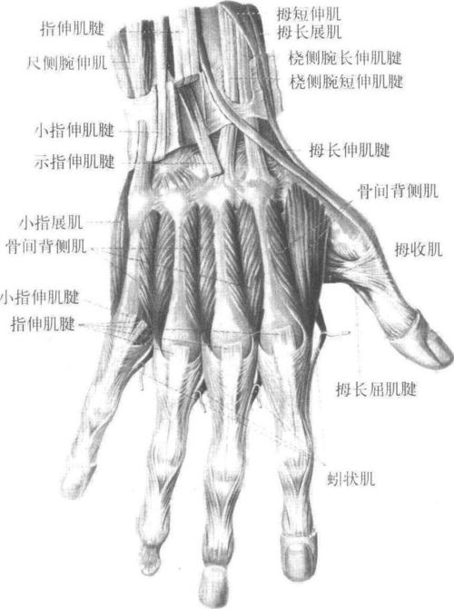 手肌背面深层-人体解剖学-医学