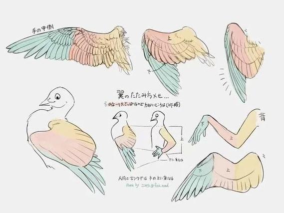一组翅膀的绘制参考素材动漫绘画中,翅膀的画法常常是令人着迷的一