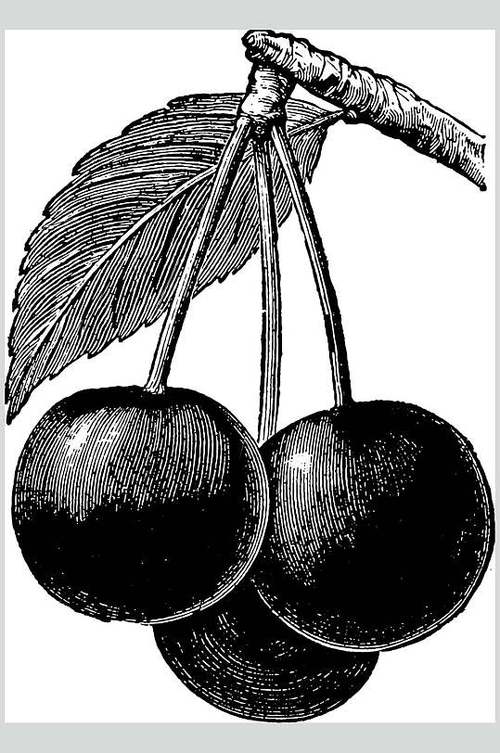黑白水果素描手绘矢量素材