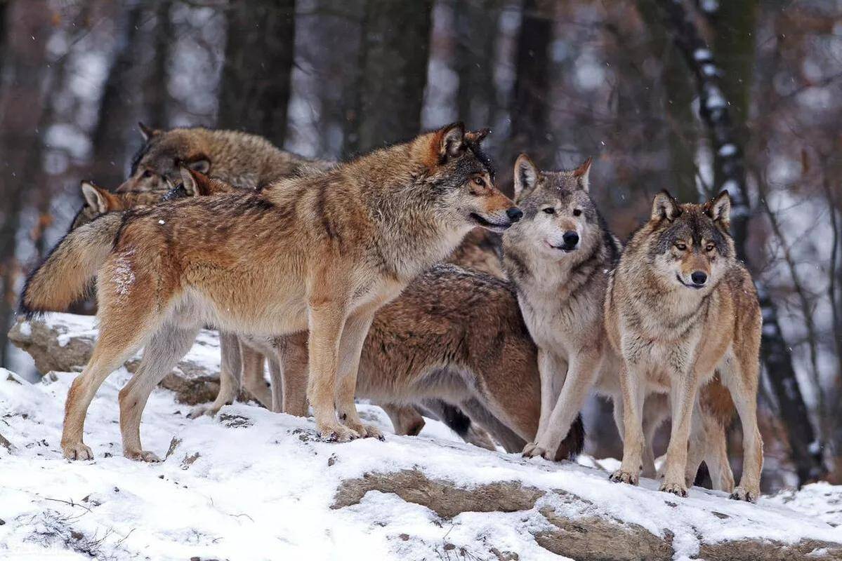 如果遇到紧急情况,这群狼也会极力配合战士采取行动,有时路面很陡,这