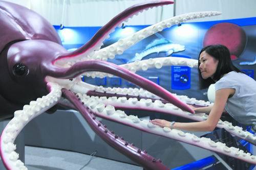 触摸世界上最大的鱿鱼品种——大王酸浆鱿的实物模型