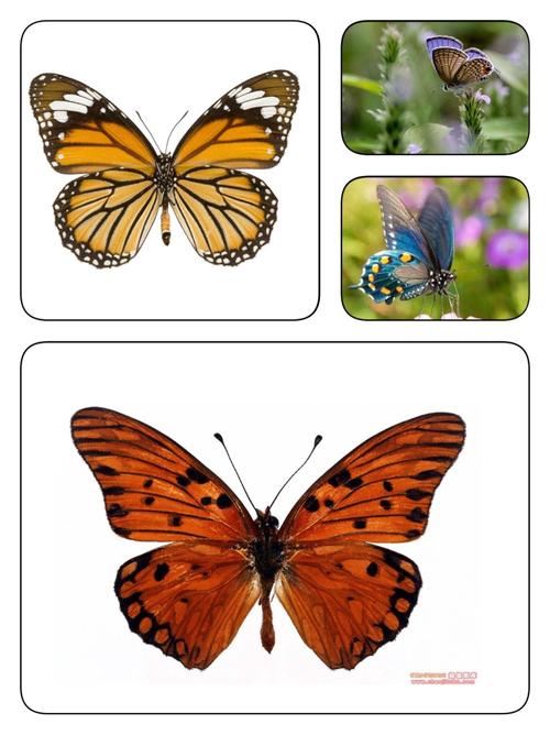 蝴蝶身体分为头,胸,腹;两对翅;三对足.