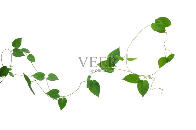 心形的绿色叶子藤孤立在白色的背景cl照片摄影图片