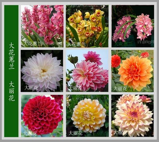 各种花图片(各种花图片和名字以及介绍)_植物知识网