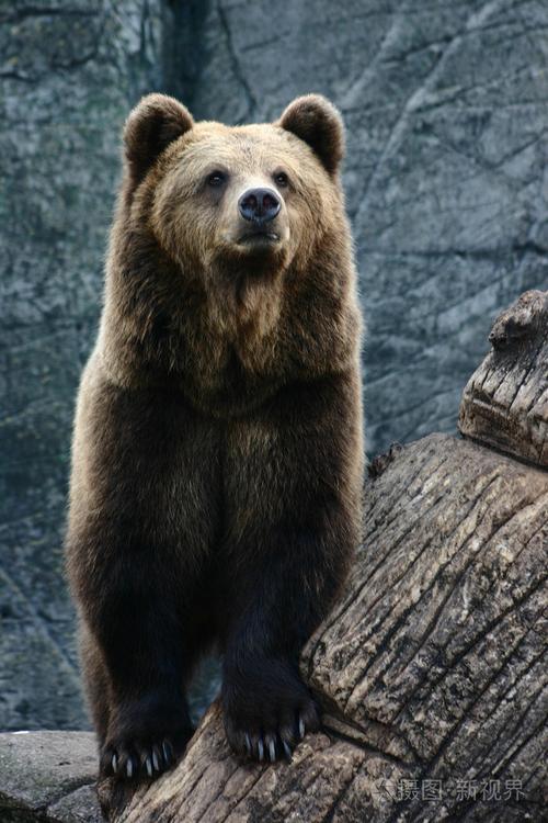 动物园里的棕熊