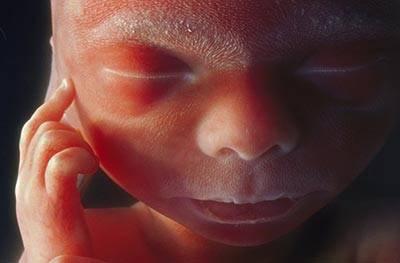 你从未见过的胎儿神奇图片-华西都市网