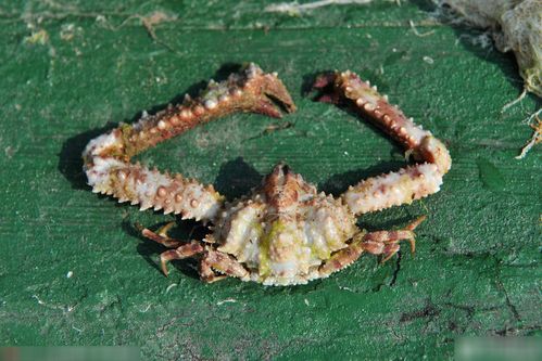 青岛海滩现怪蟹长有巨臂外形恐怖组图36