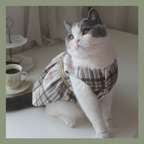 共733 件韩国猫咪衣服相关商品