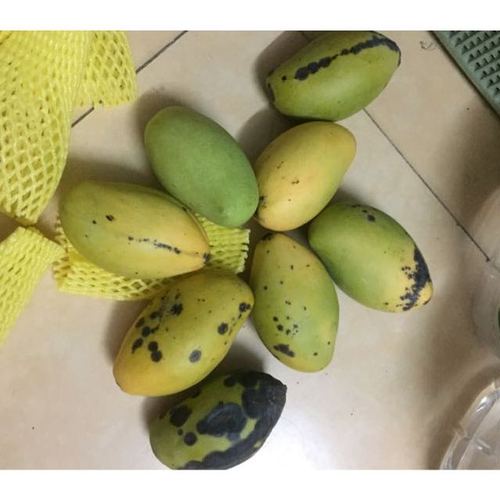 越南青玉芒 5斤 新鲜热带水果 进口生鲜食品青玉芒果评价【怎么样 好