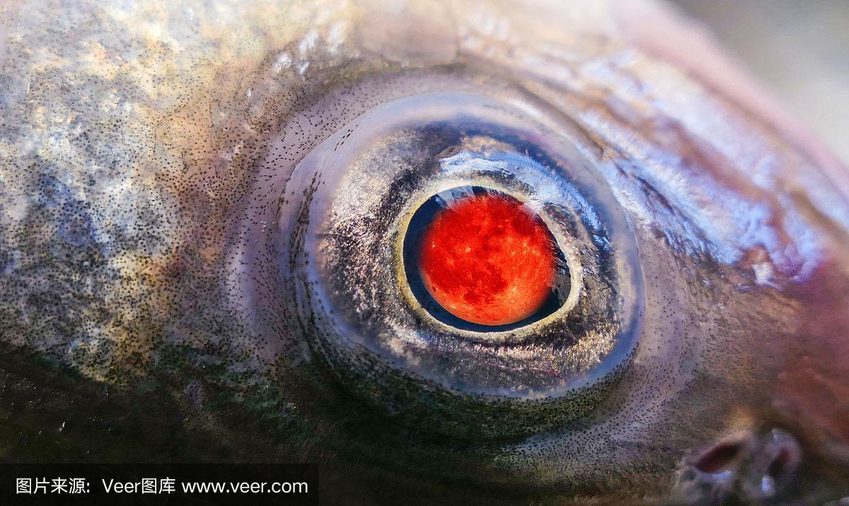 红月亮拼贴死鱼的眼睛