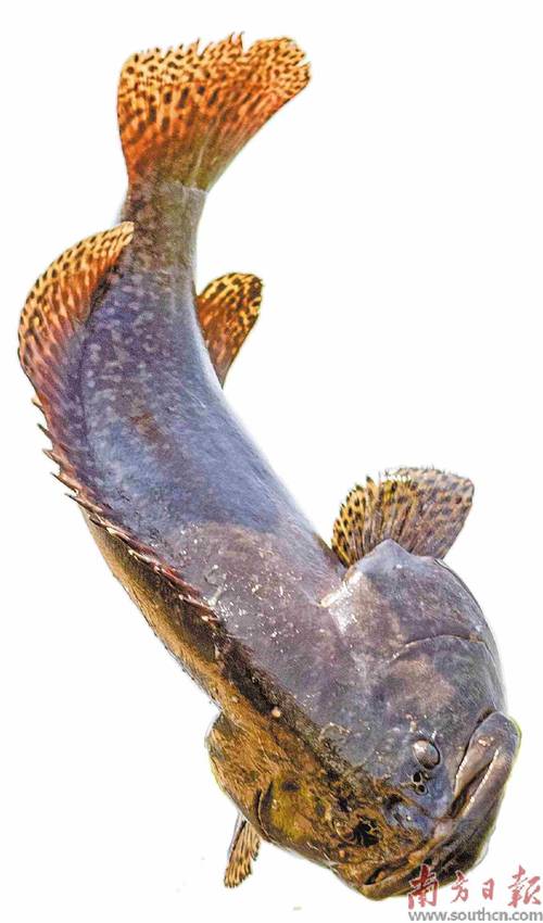 龙趸鱼原为深海鱼,后经驯化可在两米深的海水池中养殖.