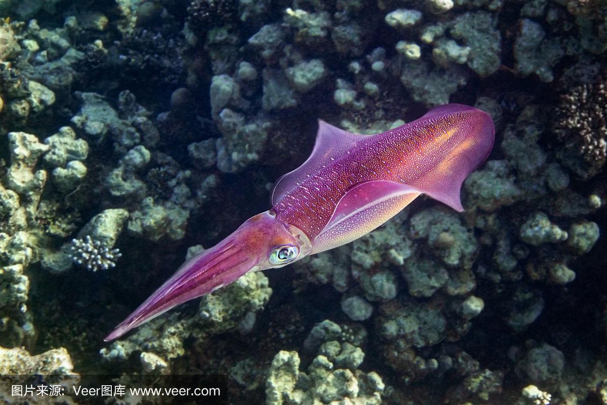 暗礁红鱿鱼与大眼睛深水下,红海,埃及.