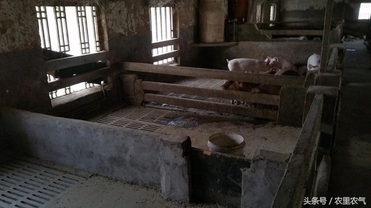 农村大哥的养猪场,猪舍铺地暖,7个月出栏,讲良心!