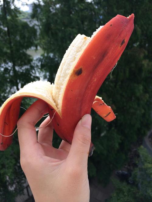 红香蕉,千里迢迢从厦门运回上海,一直等到它熟了,尝到它灵魂味道