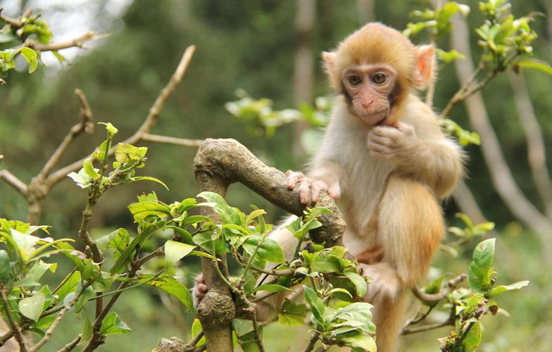 可爱猴子动物壁纸_聪明可爱的猴子