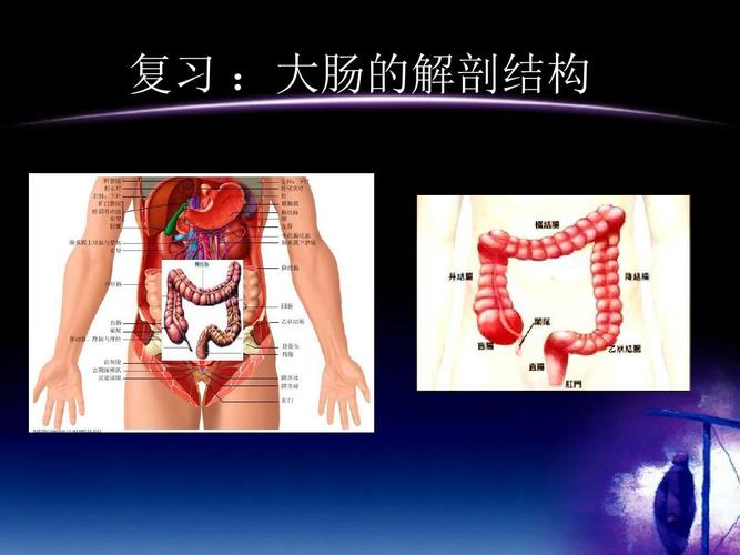 复习 :大肠的解剖结构
