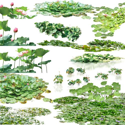 6套景观-水生植物psd素材