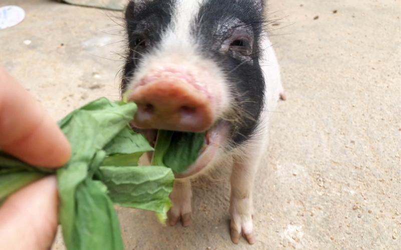 不愧是猪,吃个青菜都这么香