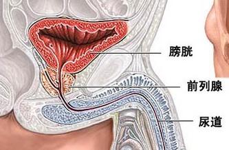 淋菌性宫颈炎常见,多与尿道炎同时出现.