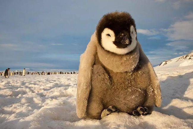 小小的帝企鹅在雪地里玩耍,开心地笑眯了眼睛,身上细细的绒毛蹭上了