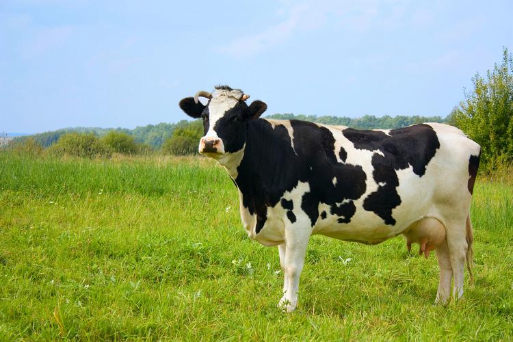 动物牧场青草地上一头奶牛