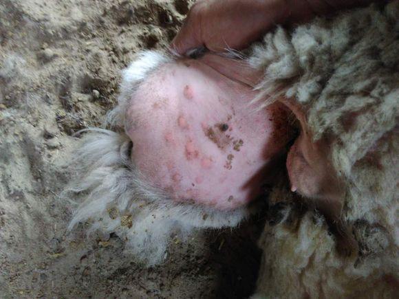 羊痘可分为绵羊痘和山羊痘,绵羊痘由绵羊痘病毒引起,只发生于绵羊,不