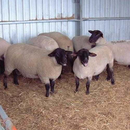 现货出售萨福克杂交种羊 新手养殖肉羊羊羔 提供技术