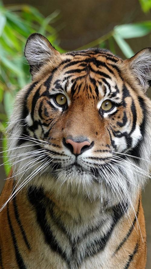 老虎看着你,脸,眼睛,竹子