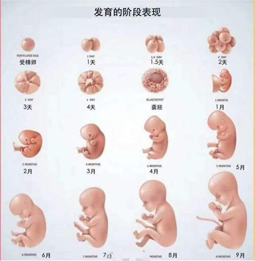 胎儿多少周出生算正常?孕晚期这4点做到位,孕妈安心孩子足月生