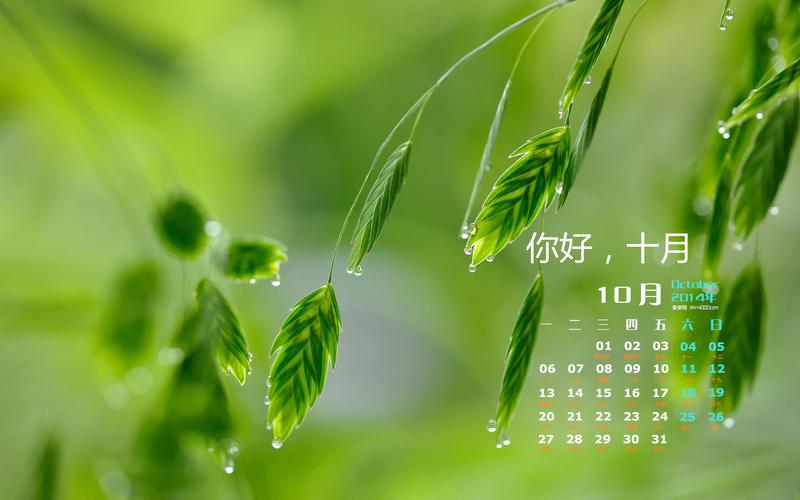 2014年10月清新文艺范的绿色植物护眼桌面壁纸高清