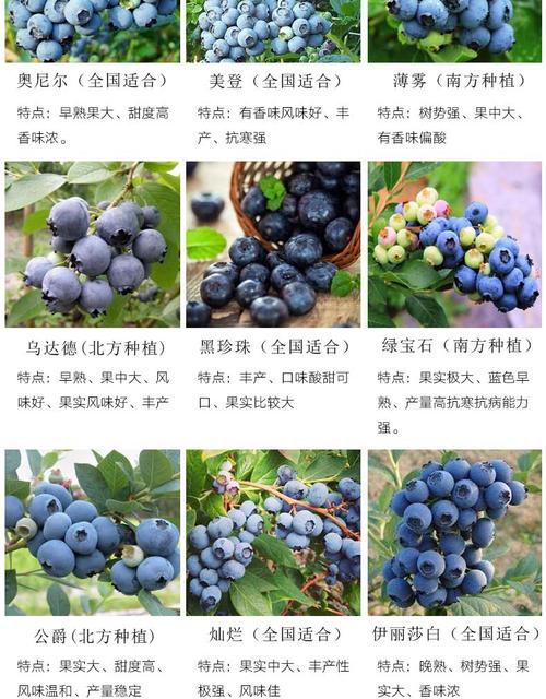 蓝莓苗蓝莓树苗盆栽地栽带土南方北方种植当年结果蓝美一号果树苗蓝丰