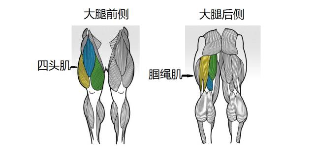 腘绳肌并不是单独的一块肌肉,而是指大腿后侧的肌肉群,它和强有力的股