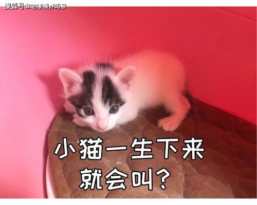 为什么小奶猫一出生就会叫?它们的叫声表达了4种含义