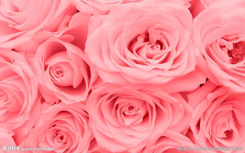 唯美玫瑰花团图片