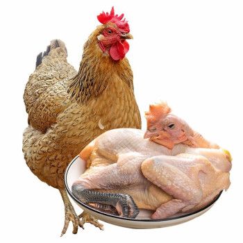仓帝新鲜现宰土鸡老母鸡新鲜鸡肉生鲜土鸡肉柴鸡整鸡杀前约27斤只
