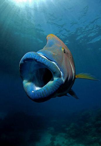 大堡礁海底苏眉鱼上演"大吞活人"