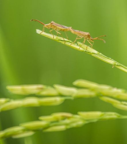 照片描述: 稻田中的虫子们.