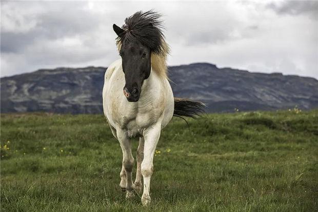 冰岛:一匹高头大马亮相,黑头白身英姿勃发,面相真不一般!