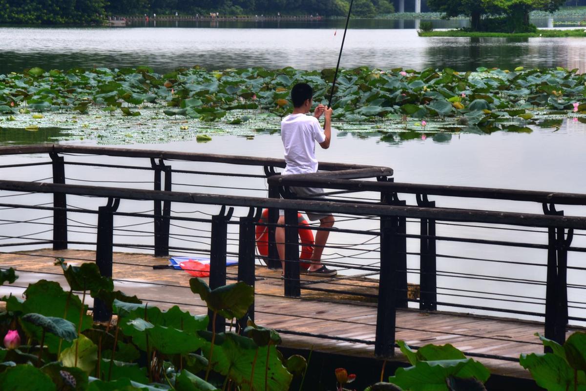秋雨霏霏,深圳洪湖公园,适合周末钓鱼休闲的好去处
