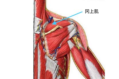 右侧冈上肌上的肌腱起于肩胛骨冈上窝,向外行经喙肩弓之下,以扁阔之腱