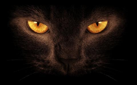黑猫,在黑暗的房间里