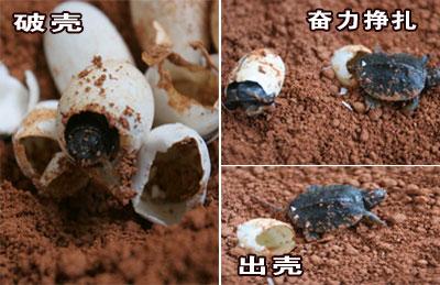 镜头记下黑颈乌龟孵化过程(组图)