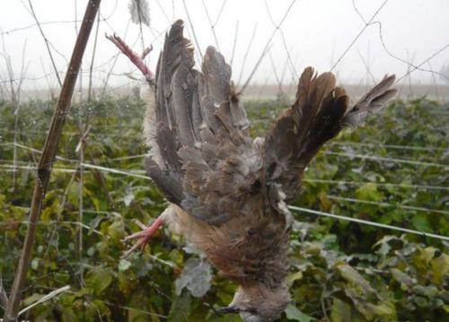 女子张网捕鸟近2000只三分之一的鸟儿已死亡