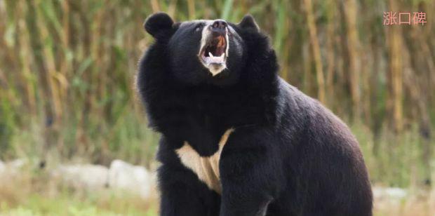 世界上最大的熊top10大熊猫全球第七