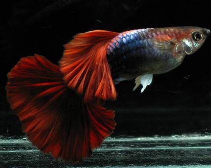 (品系图鉴)红褶扇尾孔雀鱼—巴西扇|孔雀鱼|巴西|红礼服_新浪新闻