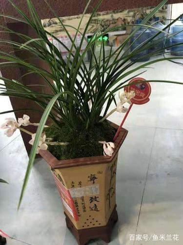 贵州兰展部分获奖兰花,随便一株都是几十万,开花太漂亮了